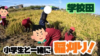 【収穫】学校田！小学生と一緒に稲刈りしました！【盈科】
