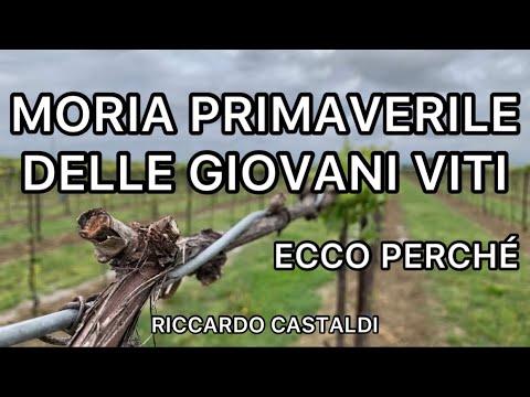 Vite. Moria delle giovani viti. Ecco le cause.