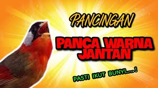 Download lagu Burung Pancawarna Gacor Untuk Pancingan Malas Bunyi mp3 Download lagu Burung Pancawarna Gacor Untuk Pancingan Malas Bunyi mp3