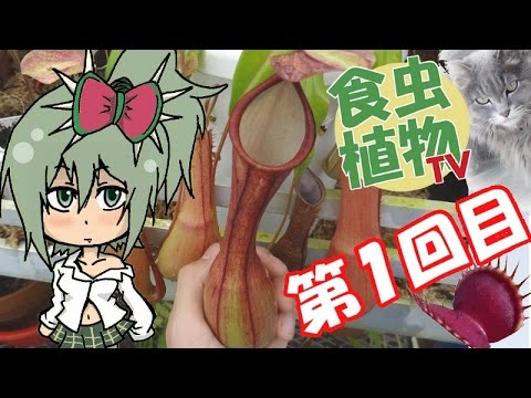 ウツボカズラ科について詳しく解説