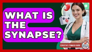 What Is The Synapse? - Sensitive Stomach Guide