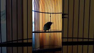 Download lagu Kecil2 banyak isian,cocok buat masteran‼️ #burungmasteran #kinoi  #masterankasaran #cucakkinoigacor mp3