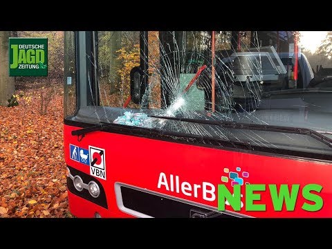 Ärger um Jagdabgabe, Schulbus knallt gegen Hirsch, Verpackungs-Update u. w. – DJZ-News 47/2018