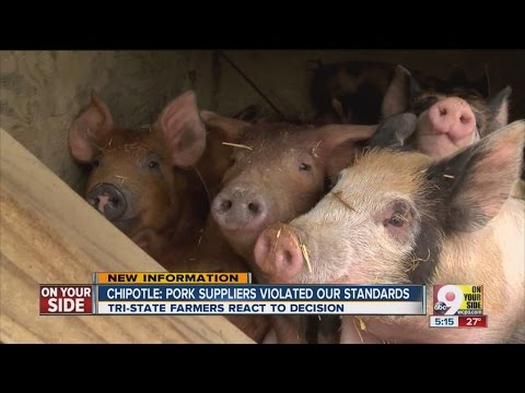 Chipotle carnitas dropped from menu - Pig farmer reacts to pork standards