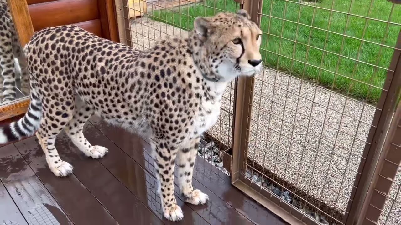 Гепард который рушит шаблоны. С виду грозная кошка оказалась самой милой и л?