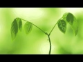 4 Sat Siri Siri Akaal ⊱   Mirabai Ceiba 