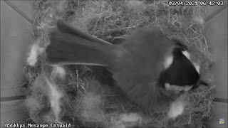 Laying of the 1st egg