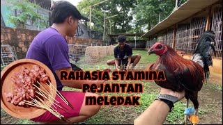 Download lagu 5 days in the barn, give worming medicine to chickens and raw goat meat ‼️ mp3