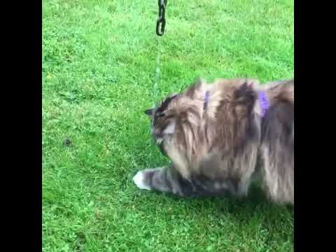 Why do cats like running water?