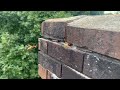 European Hornets Found in the Chimney in Gladstone, NJ