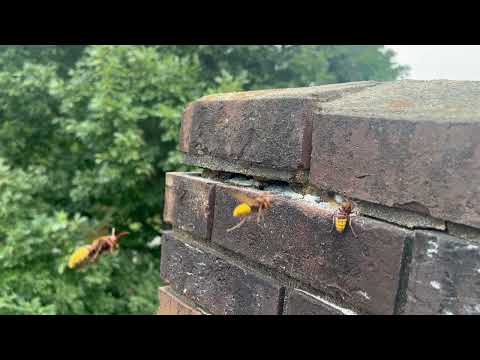 European Hornets Found in the Chimney in Gladstone, NJ