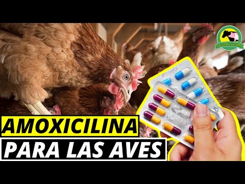 , title : 'AMOXICILINA Para Las Aves (Usos Y Dosis)'