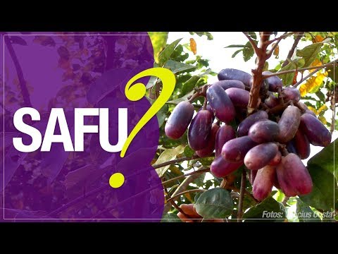 download lagu mp3 mp4 Safu, download lagu Safu gratis, unduh video klip Safu