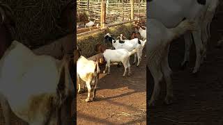 feeding goats on zero grazing using asimple hay feeder