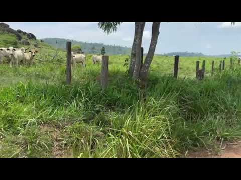 FAZENDA EM SÃO FÉLIX DO XINGU,PÁ 