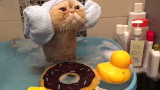 Cat takes a bath