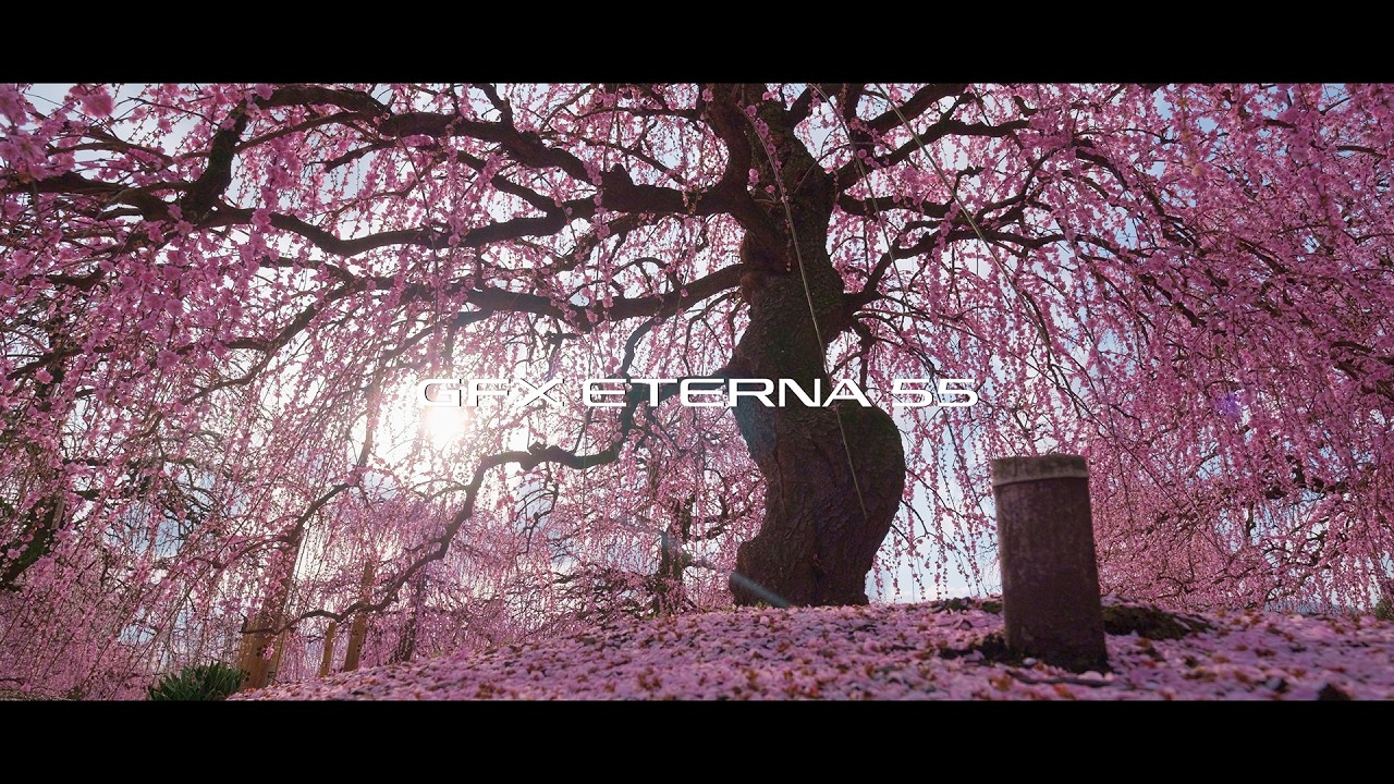 Japan’s Most Beautiful Plum Blossoms | 鈴鹿の森庭園 枝垂れ梅 | GFX ETERNA 55 Cinematic
