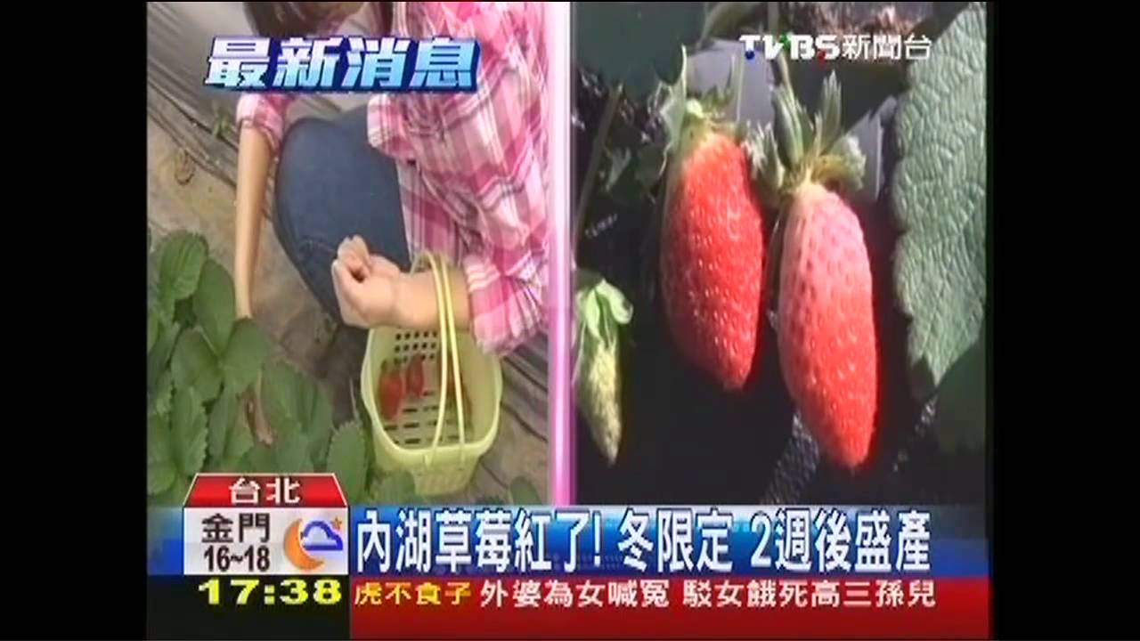 內湖草莓紅了!冬限定 2週後盛產