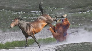 Download lagu Sekali Tendang Singa Langsung MAT1 - TOP Momen Ketika Hewan Menendang Musuhnya mp3