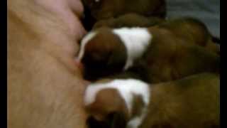 Andi's Candies in Action