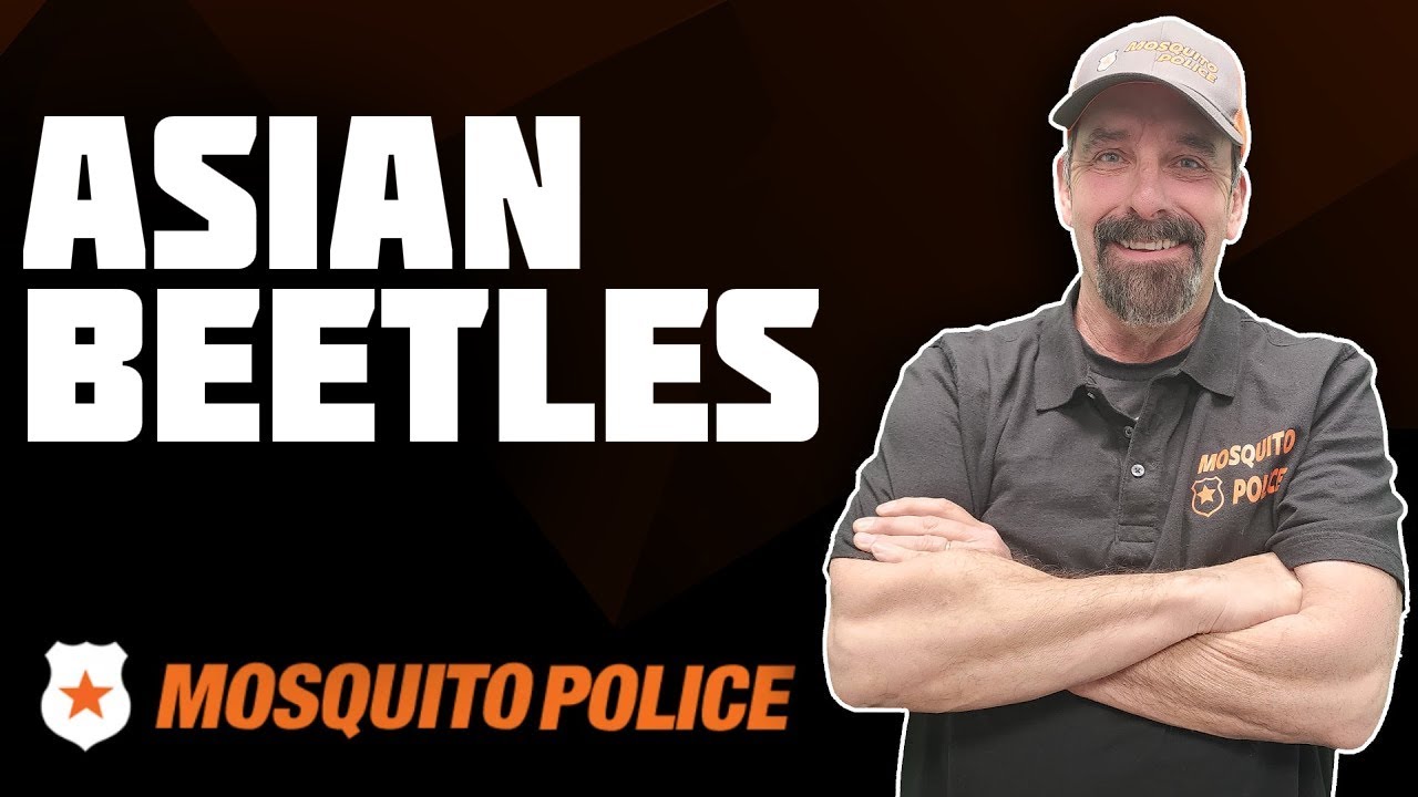 Mosquito Police - Asian Beetles