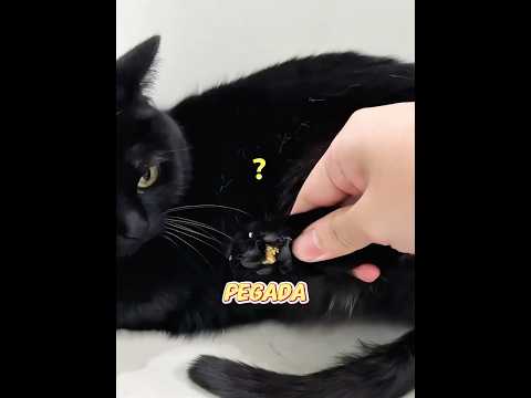 ¡Esta es la razón por la que debes tener un gato negro! 🐈‍⬛✨😉💖#cat #pets #cute #funny #shorts