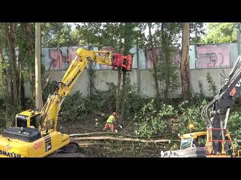 Tala de arboles en Intxaurrondo