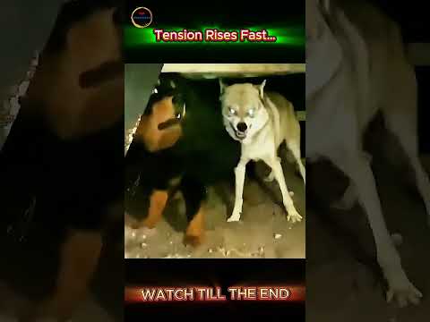 Wolf vs Dog: Is the Tibetan Mastiff Strong Enough to Survive?