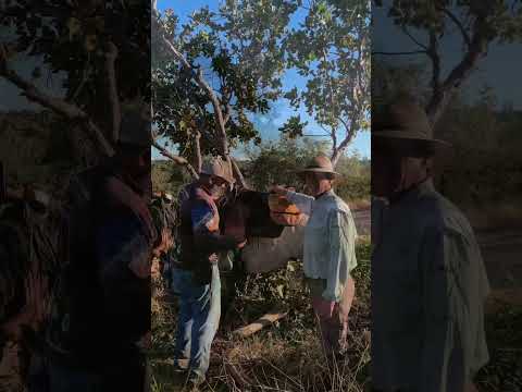 PARTE -8- A MAIS IMPRESSIONANTE CAVALGADA NO JALAPÃO SÃO FÉLIX PARA MATEIROS PAISAGENS MAIS LINDAS.