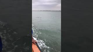 preview picture of video 'Pulicat lake(boating) - 60fps 1080p'