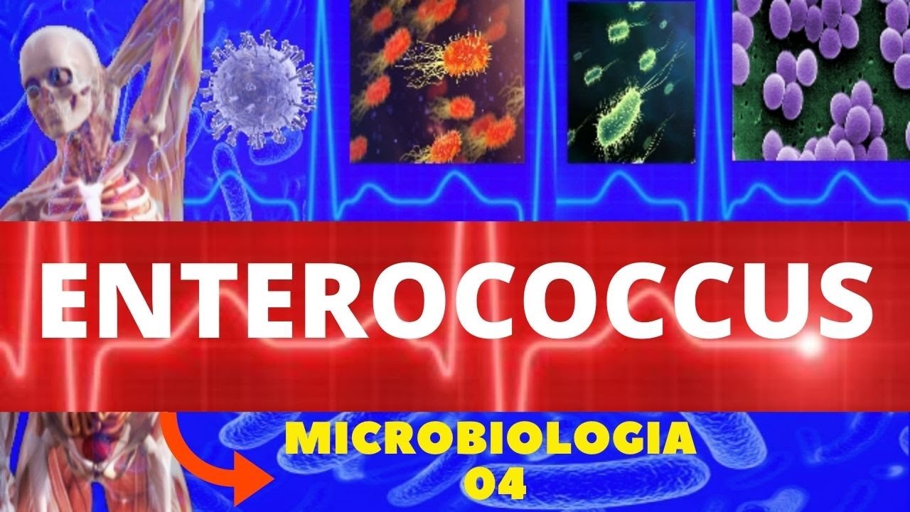 ENTEROCOCCUS - MICROBIOLOGIA (BACTÉRIAS PATOGÊNICAS)