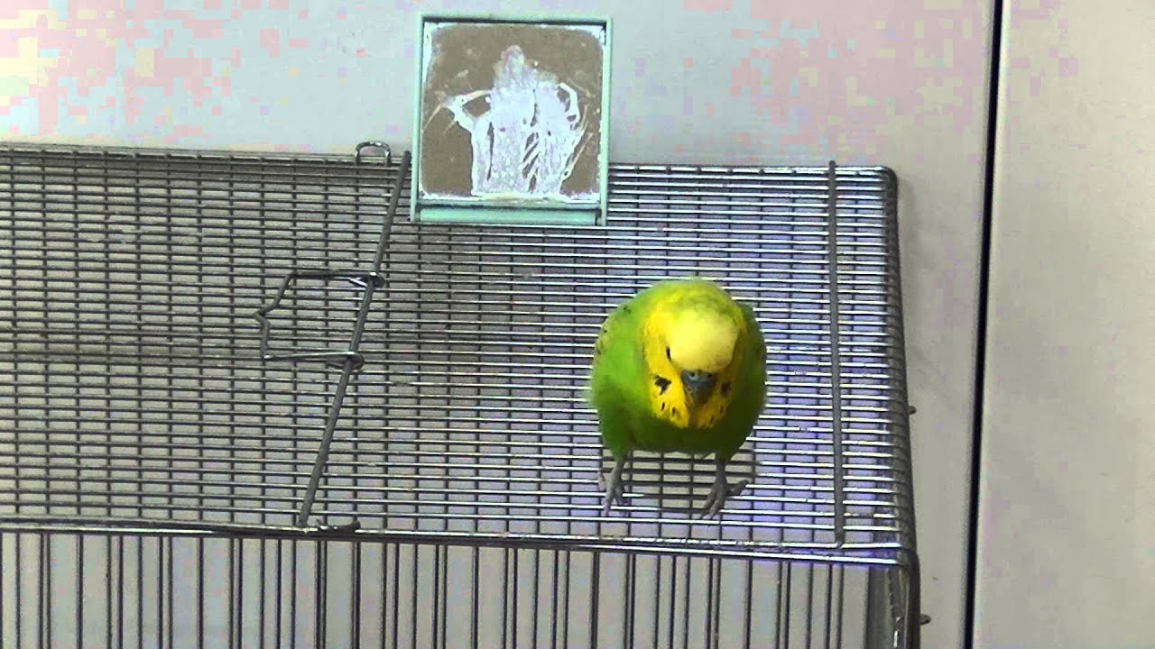 おしゃべりインコのピッピがご機嫌です！