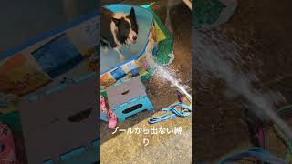 プールから出ない縛り#ボーダーコリー#BorderCollie