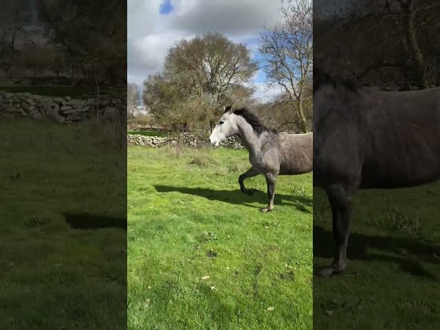 CDE potra con buenos or&iacute;genes