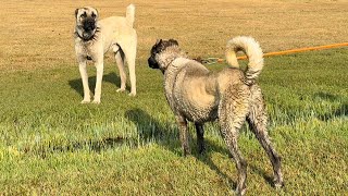 CAMOKAYLA BERAZ KARŞI KARŞIYA. CAMOKAYI İLK DEFA BIRAKTIM KUYRUKSUZ KÖPEKLE NE YAPTI.?