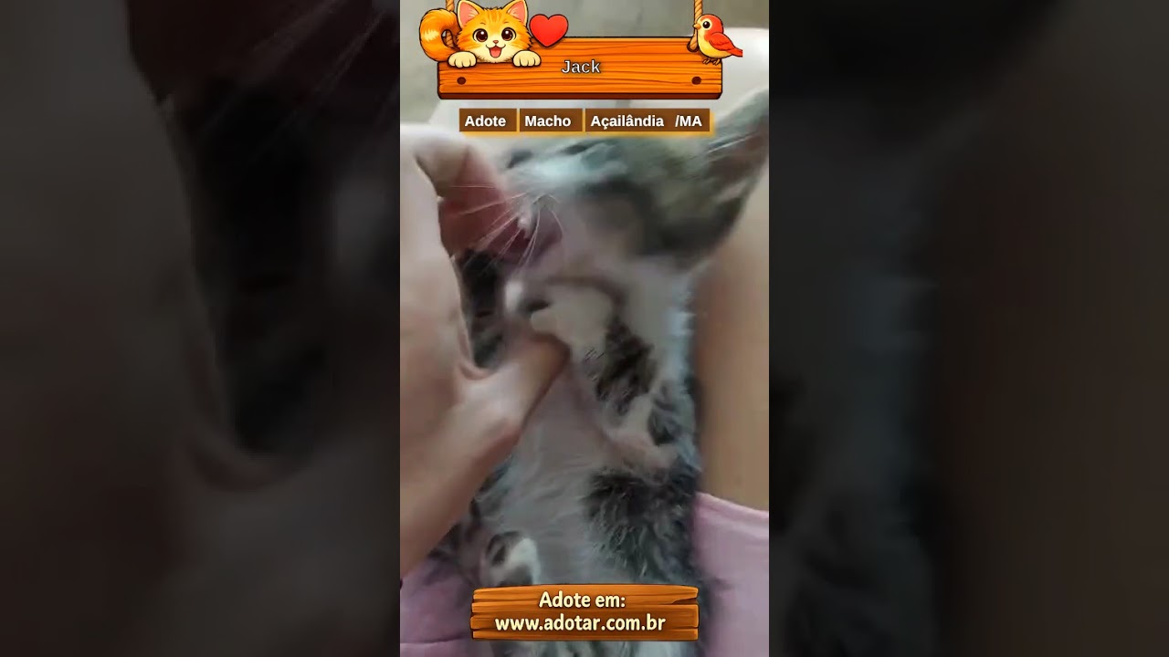 Gato raça SRD-ViraLata idade 2 a 6 meses nome Jack