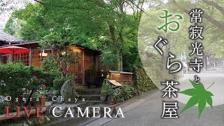 LIVE CAMERA Kyoto【京都おすすめ】常寂光寺山門 と おぐら茶屋 live webcam
