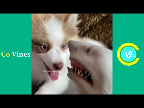 Try Not To Laugh Watching Shark Puppet Compilation 2020 (W/Titles) Funny Shark Puppet Videos