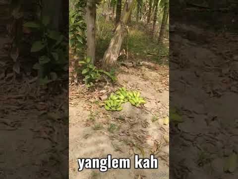 yanglem kohjuk chong