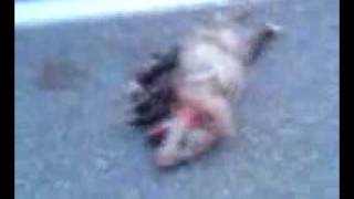 Dead possum ollie 2
