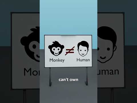 The Monkey Selfie That Went To Court 🤨