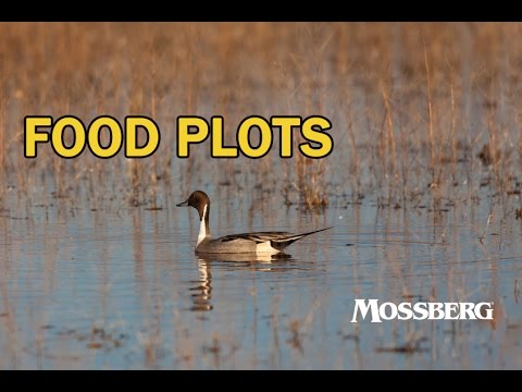 YouTube video about: When is the best time to plant millet for ducks?