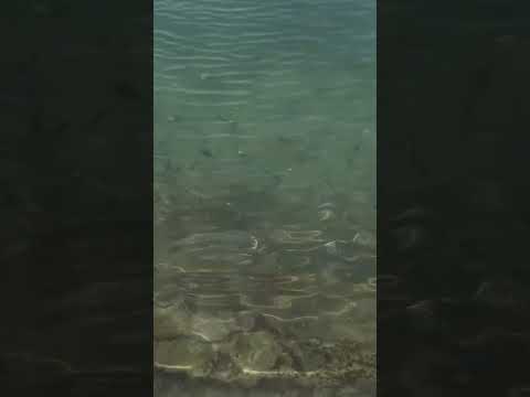 Praia dos Carneiros - Tamandaré, PE