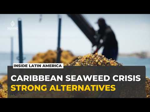 Mexico’s Caribbean beaches overwhelmed by record sargassum influx I Inside Latin America