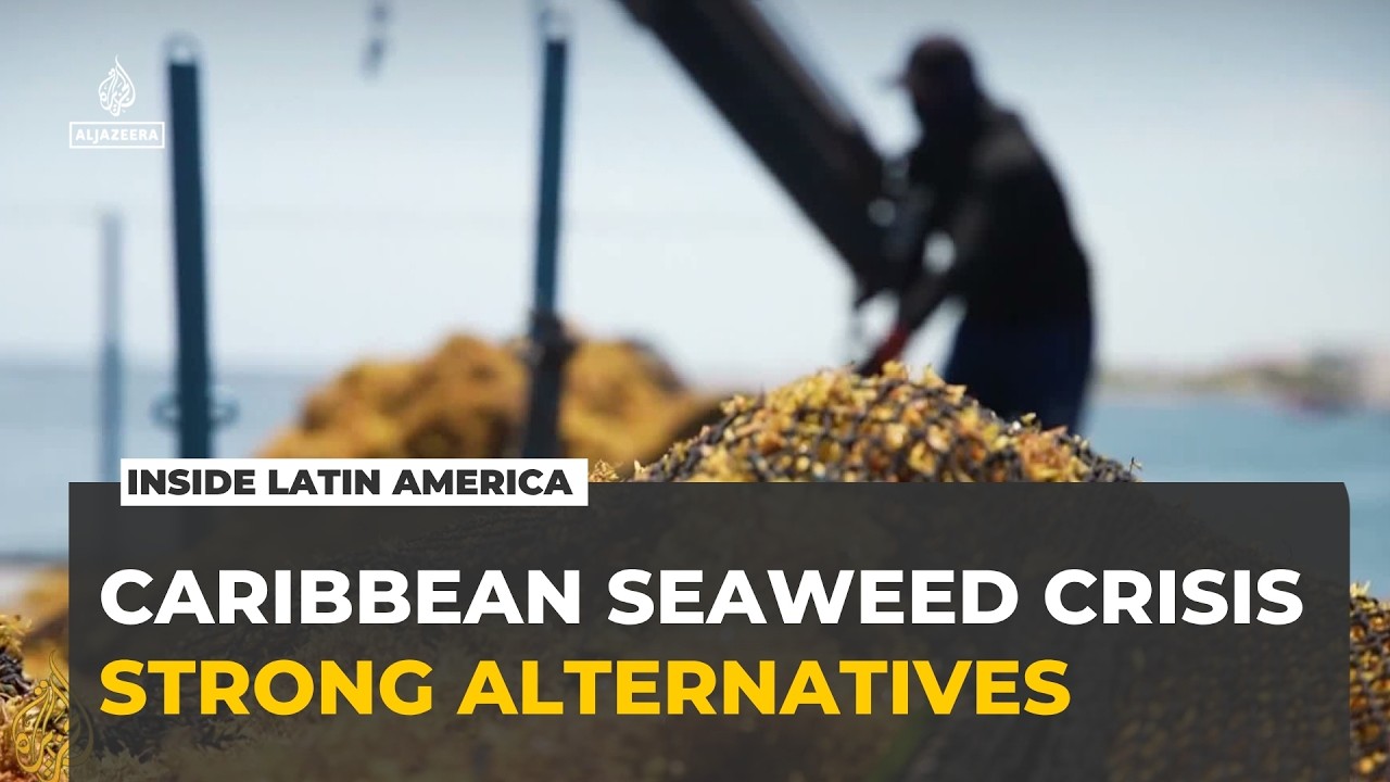 Mexico’s Caribbean beaches overwhelmed by record sargassum influx I Inside Latin America