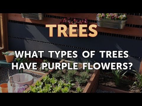 download lagu mp3 mp4 Trees That Bloom Purple In Spring, download lagu Trees That Bloom Purple In Spring gratis, unduh video klip Trees That Bloom Purple In Spring