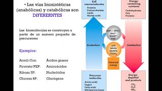 Interrelaciones metabólicas y principios generales de la regulación metabólica - DRE