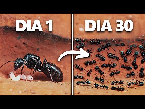 Simulando uma Colônia de Formigas Por 30 Dias