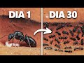 Simulando Uma Colônia De Formigas Por 30 Dias