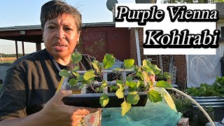 Grow Your OWN Kohlrabi, Collards, and Onions from Scratch!